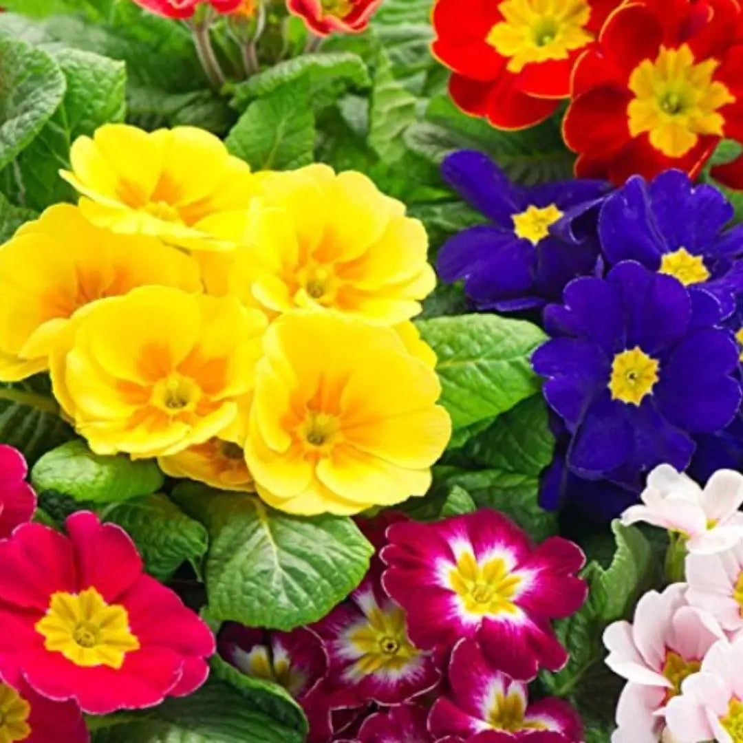Winter Seasonal Plant – Multicolour Flower Plant (Primrose)