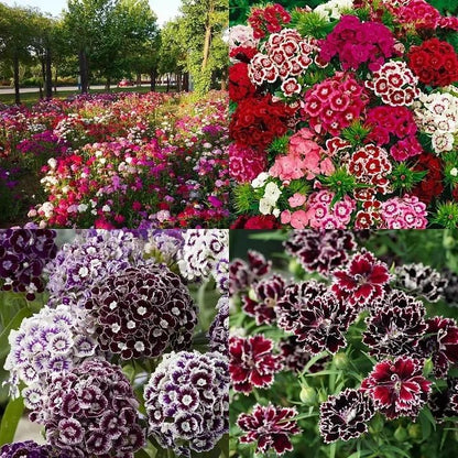 Planthub Dianthus, Sweet William Dianthus barbatus Mixed Flower Seed