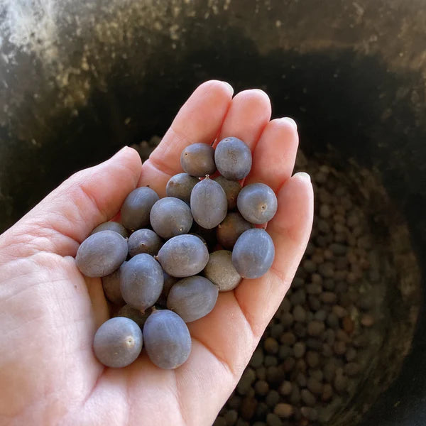 Lotus Flower Seeds For Home Garden