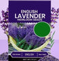 Lavender Seeds