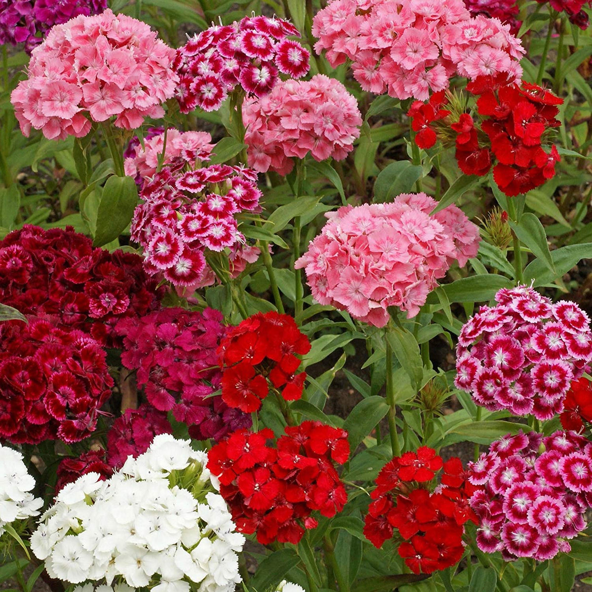 Planthub Dianthus, Sweet William Dianthus barbatus Mixed Flower Seed