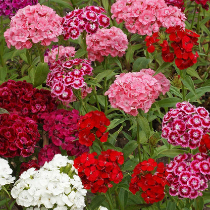 Planthub Dianthus, Sweet William Dianthus barbatus Mixed Flower Seed