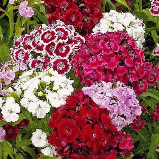 Planthub Dianthus, Sweet William Dianthus barbatus Mixed Flower Seed