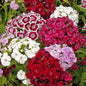 Planthub Dianthus, Sweet William Dianthus barbatus Mixed Flower Seed