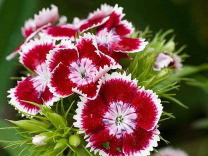 Planthub Dianthus, Sweet William Dianthus barbatus Mixed Flower Seed