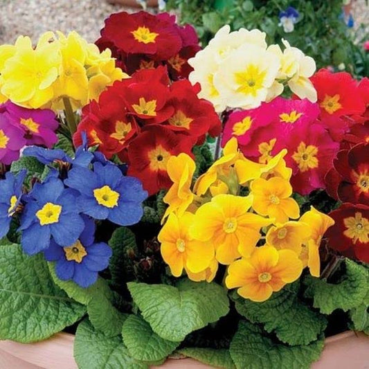 Winter Seasonal Plant – Multicolour Flower Plant (Primrose)