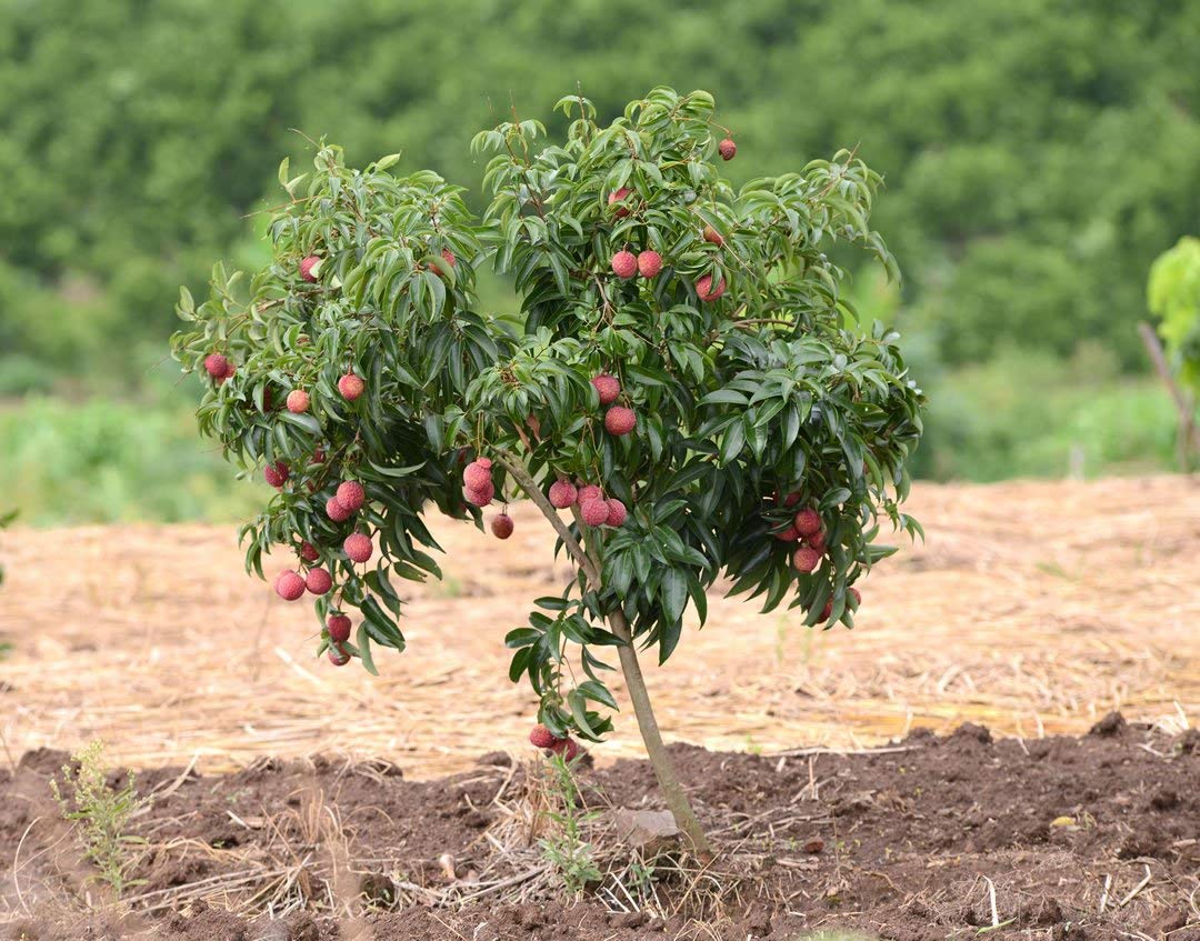 Litchi Fruit Seeds