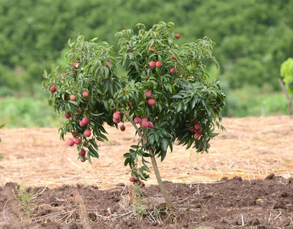 Litchi Fruit Seeds