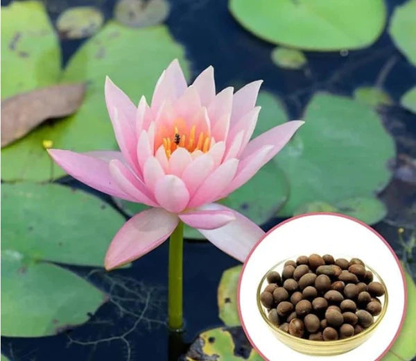 Lotus Flower Seeds For Home Garden