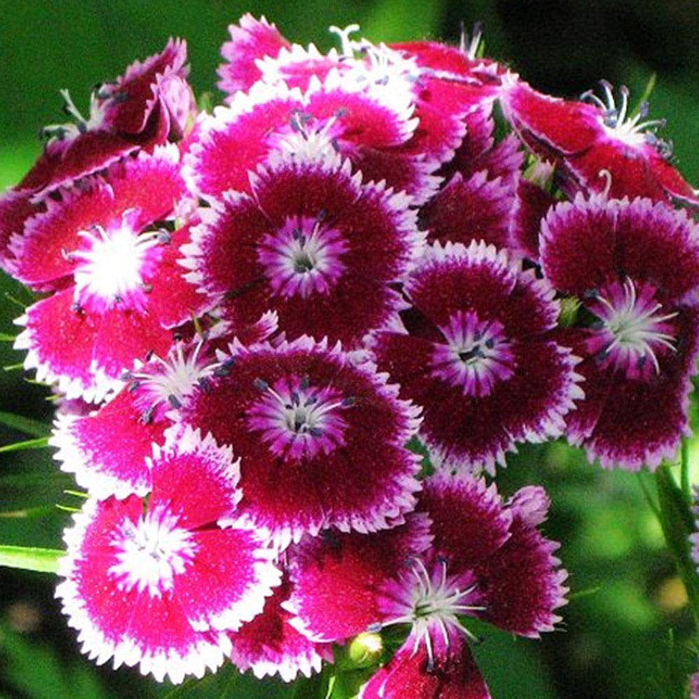Planthub Dianthus, Sweet William Dianthus barbatus Mixed Flower Seed