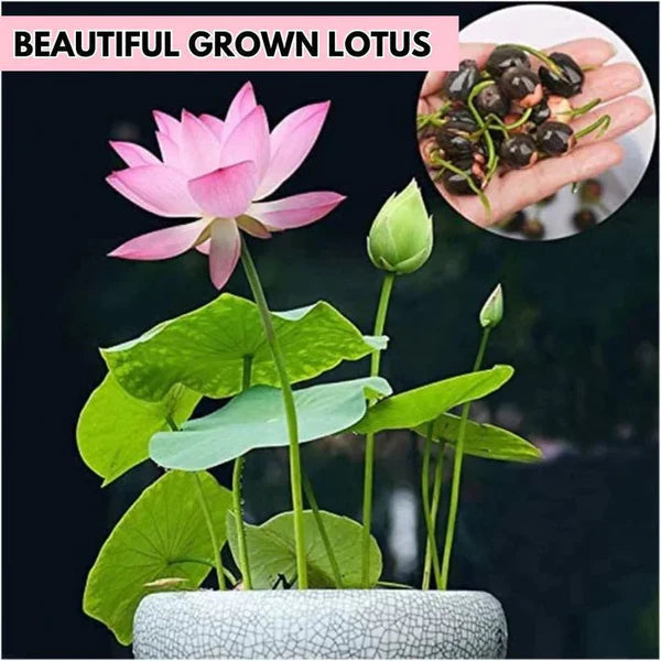 Lotus Flower Seeds For Home Garden