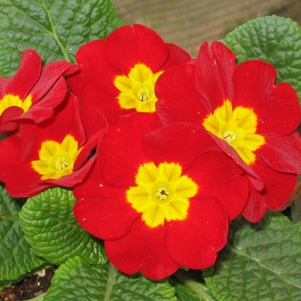 Winter Seasonal Plant – Multicolour Flower Plant (Primrose)