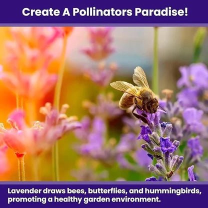 Lavender Seeds