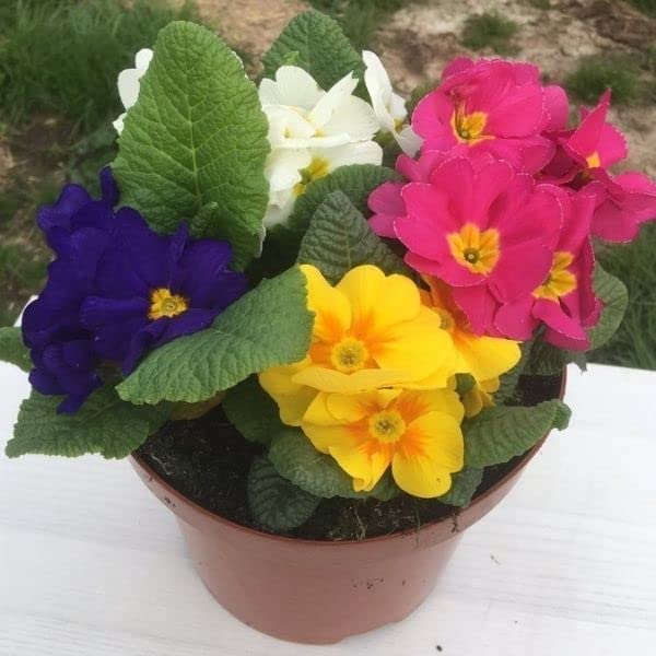 Winter Seasonal Plant – Multicolour Flower Plant (Primrose)