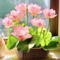 Lotus Flower Seeds For Home Garden